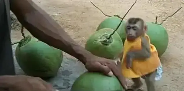 猴子湊上前看主人開椰子，一刀劈下去，猴子的反應逗笑眾人_手機網易網