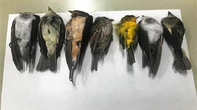 蹊蹺！美國這州數十萬雀鳥突然死亡