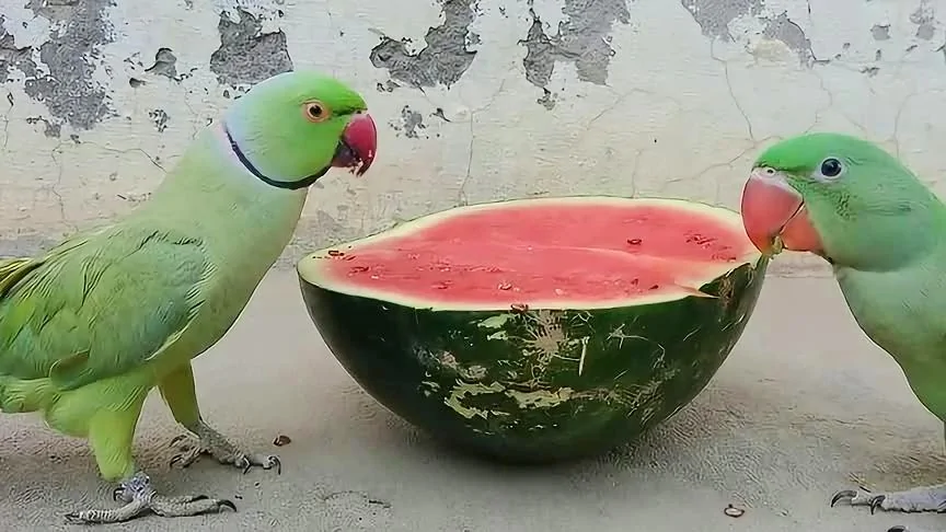 主人給鸚鵡吃西瓜，鸚鵡的反應太逗了，請憋住不要笑_網易視頻