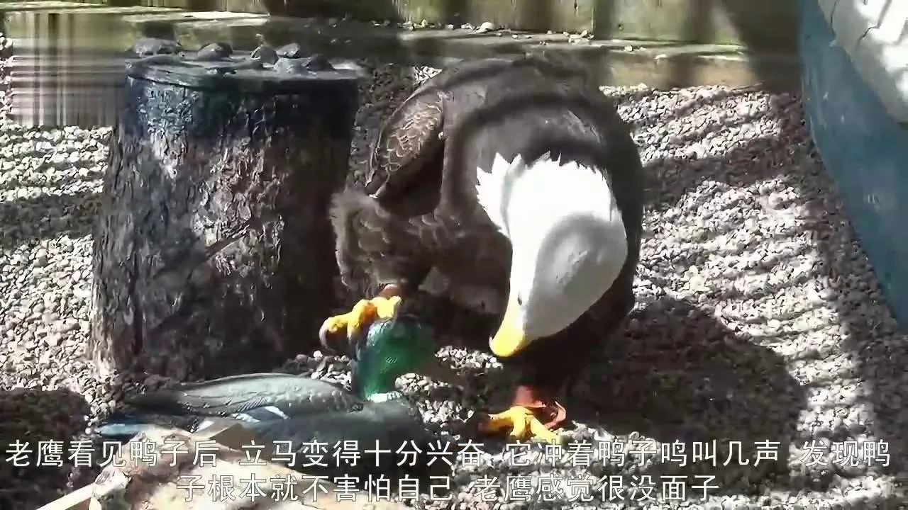 老鷹一把將仿真鴨子抓住，當發現是只玩具鴨子後，請憋住別笑_網易視頻