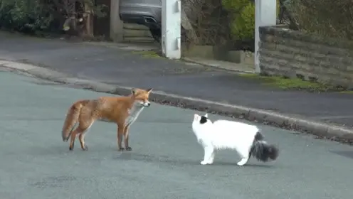 猫狐狸-腾讯视频