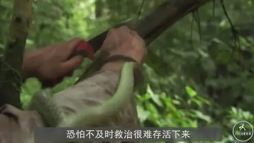 蛇島電影-騰訊視頻