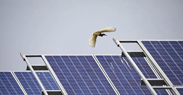 為什麼鳥一直撞上太陽能板