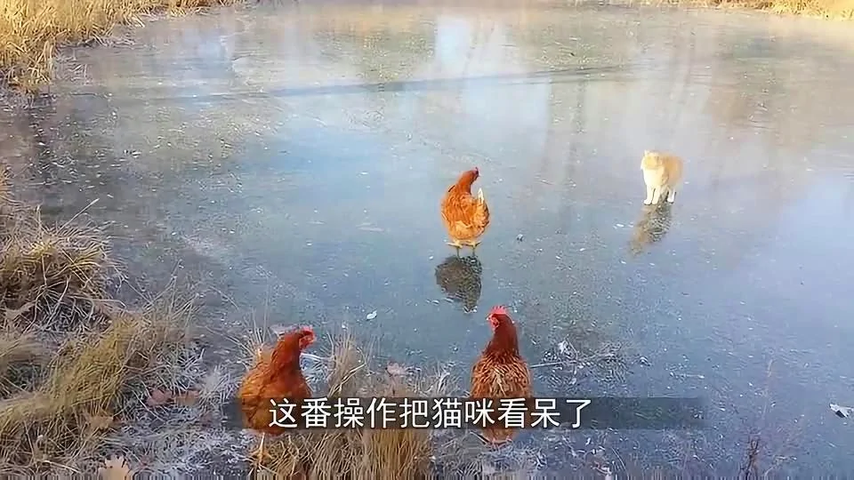 貓咪和雞在結冰湖面上約架，接下來的一幕，請原諒我笑了！_網易視頻