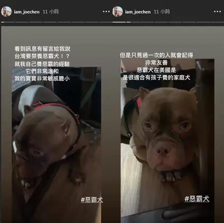陈乔恩反对禁养恶霸犬 心疼晒毛孩:我的宝宝敏感胆小