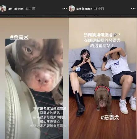 陈乔恩反对禁养恶霸犬 心疼晒毛孩:我的宝宝敏感胆小