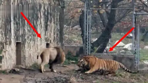 老虎广州动物园-腾讯视频