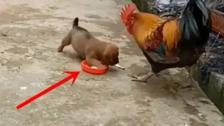 大公雞搶狗崽的飯，不料狗崽子「急眼了」，鏡頭拍下搞笑一幕