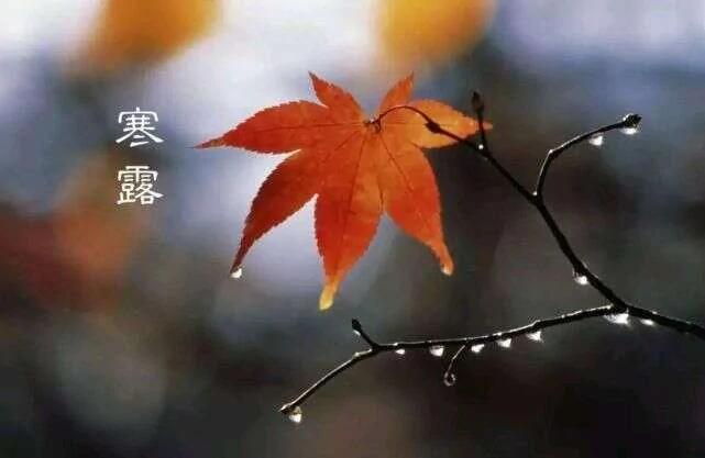 寒露到了 暖心提醒:这5个养生小常识 请收好!希望对你有帮助