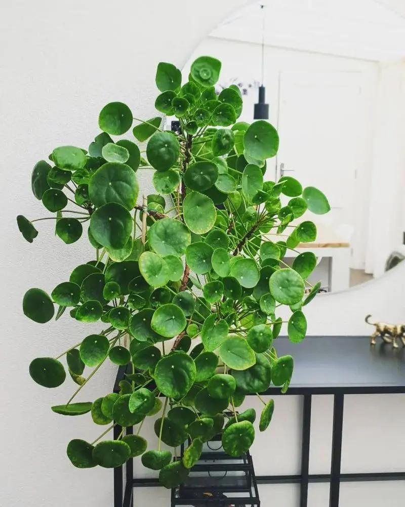 客厅和桌面摆上这6种小众植物 朋友串门看着就艳羡 附养护指南