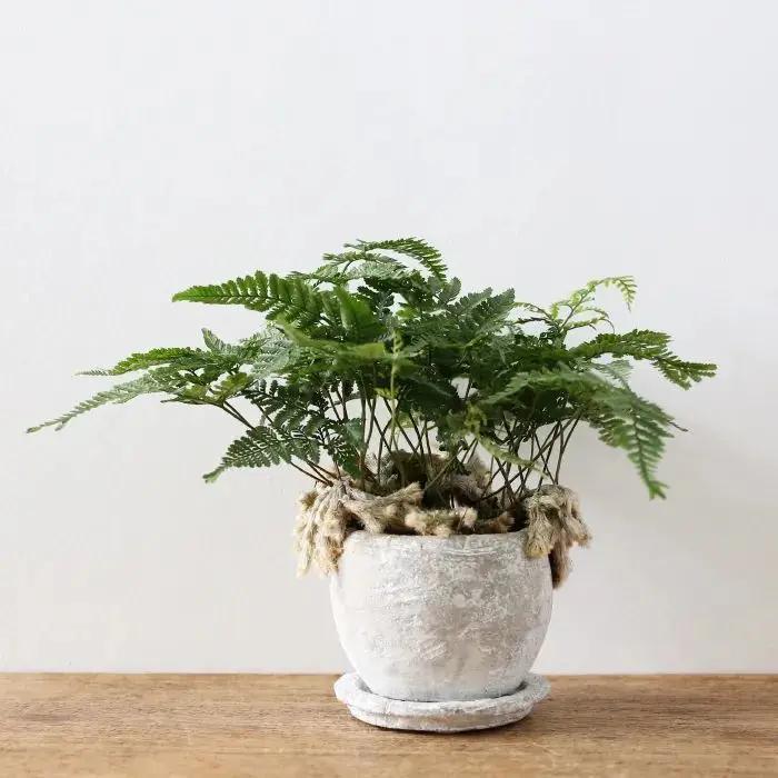 客厅和桌面摆上这6种小众植物 朋友串门看着就艳羡 附养护指南