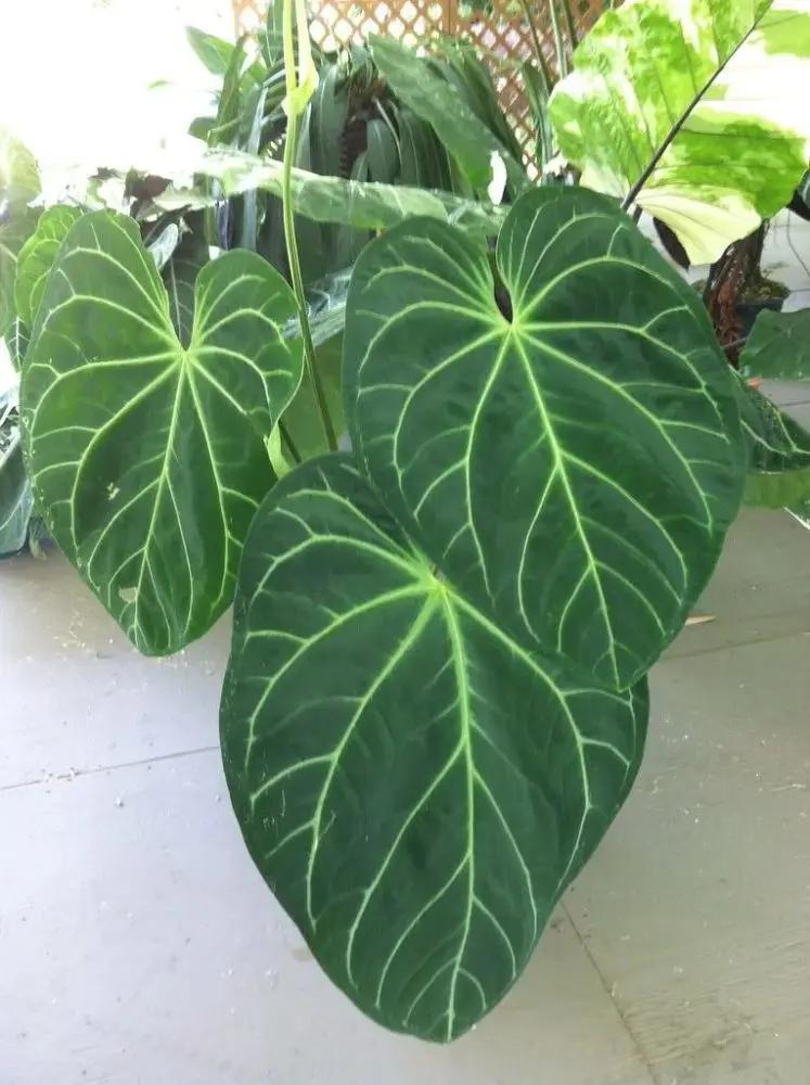 客厅和桌面摆上这6种小众植物 朋友串门看着就艳羡 附养护指南