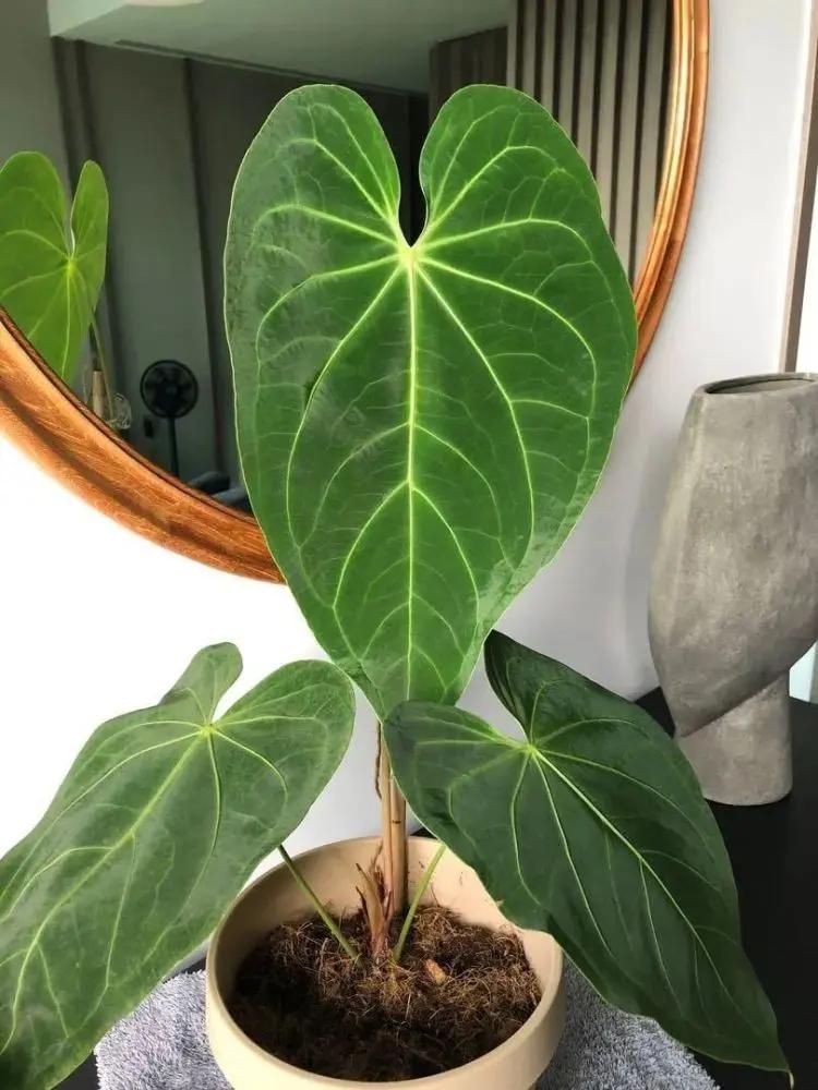 客厅和桌面摆上这6种小众植物 朋友串门看着就艳羡 附养护指南