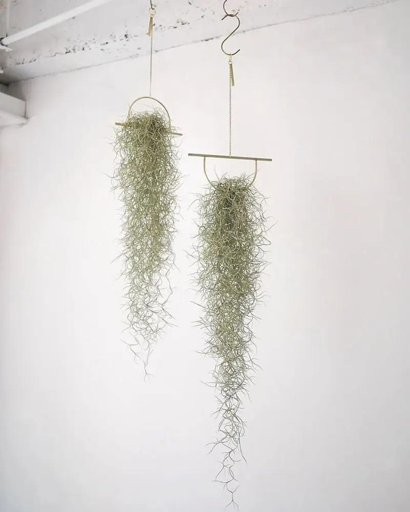 客厅和桌面摆上这6种小众植物 朋友串门看着就艳羡 附养护指南