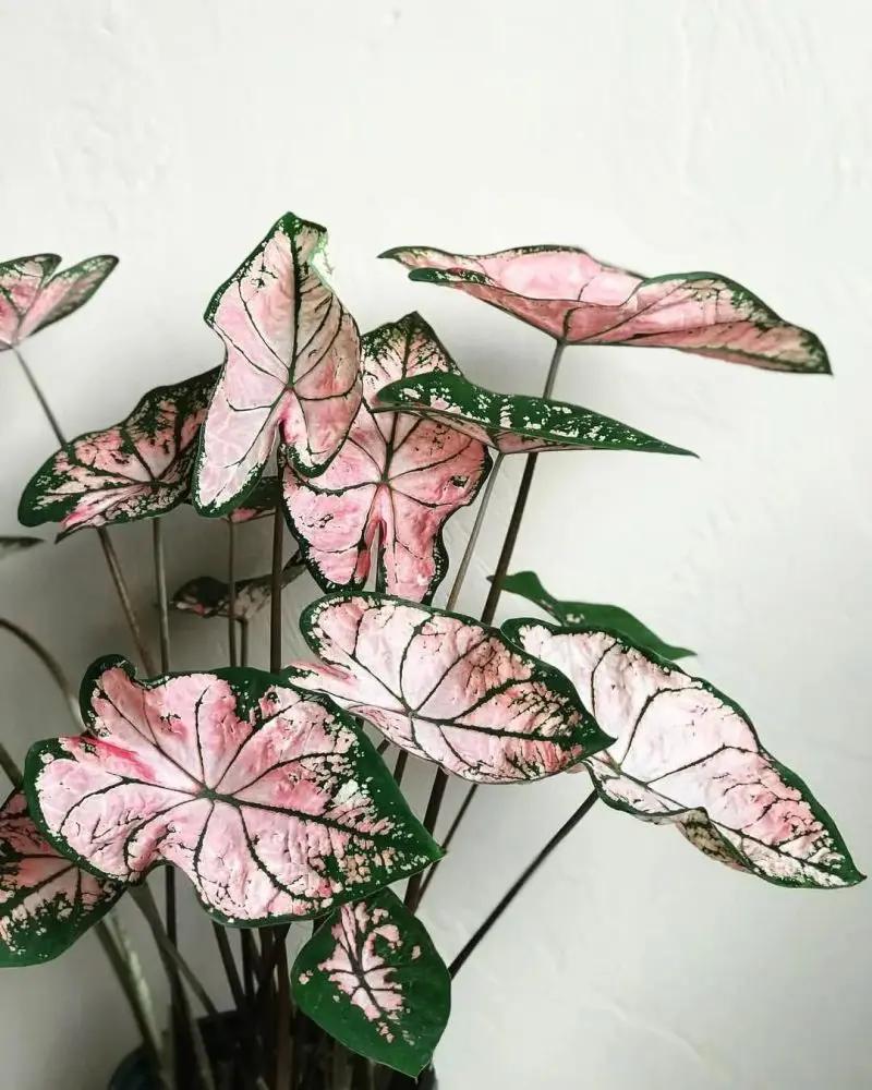 客厅和桌面摆上这6种小众植物 朋友串门看着就艳羡 附养护指南