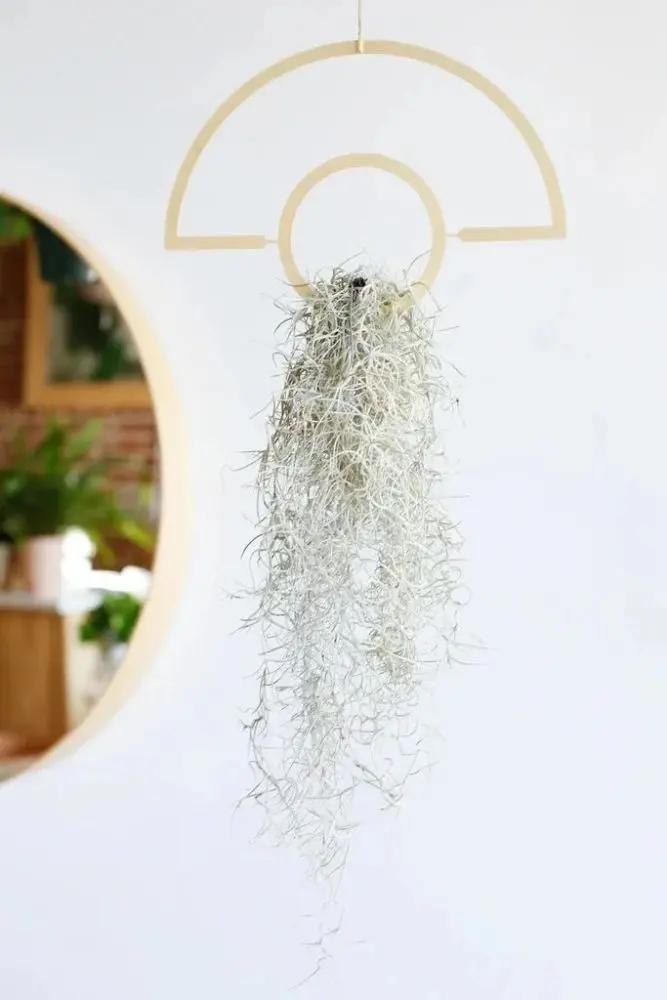 客厅和桌面摆上这6种小众植物 朋友串门看着就艳羡 附养护指南