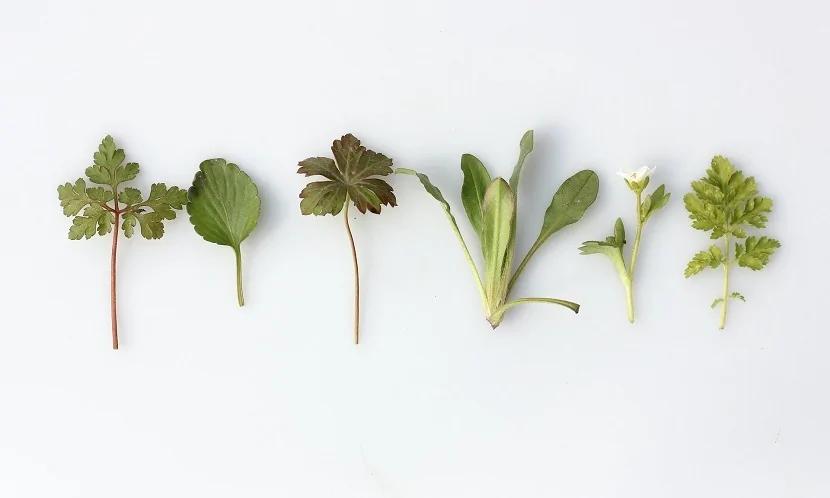 超级抗氧化食物:香草 减少发炎、延缓老化 料理加一点就有效