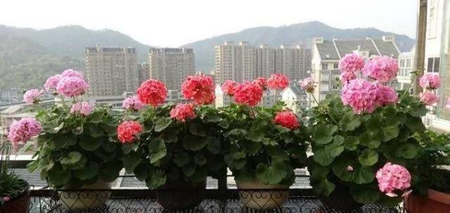 用“砖”养花?一小块椰砖泡发十倍体积 掌握技巧 养出满盆白根