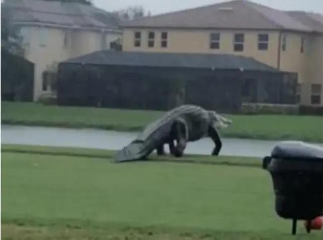 佛州高爾夫球場驚現巨鱷 如置身侏羅紀公園