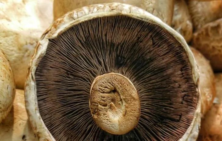 常吃蘑菇能改善記憶力 但有一點要注意！