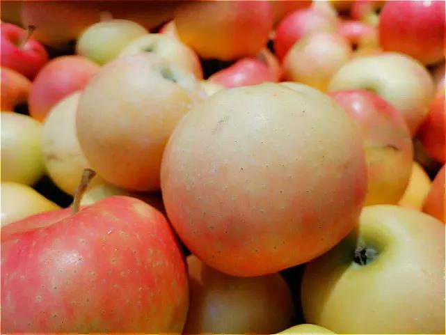 蘋果上市 購買時別只會挑紅的！果農：學會這4招 個個又脆又甜