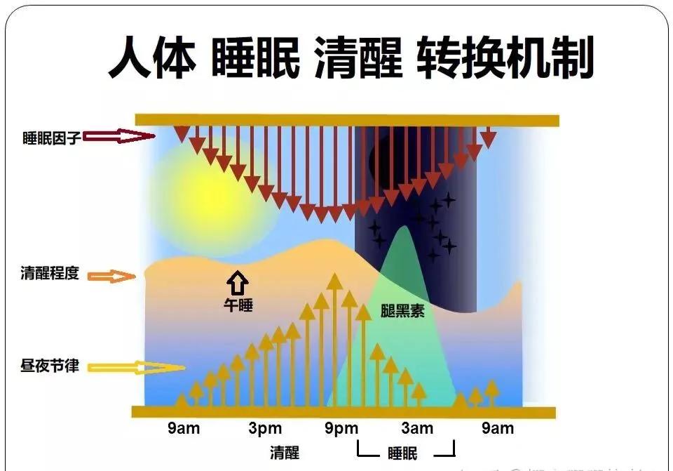 睡眠时间最大程度可以压缩到几小时?“夜猫子”们 看看这篇文章