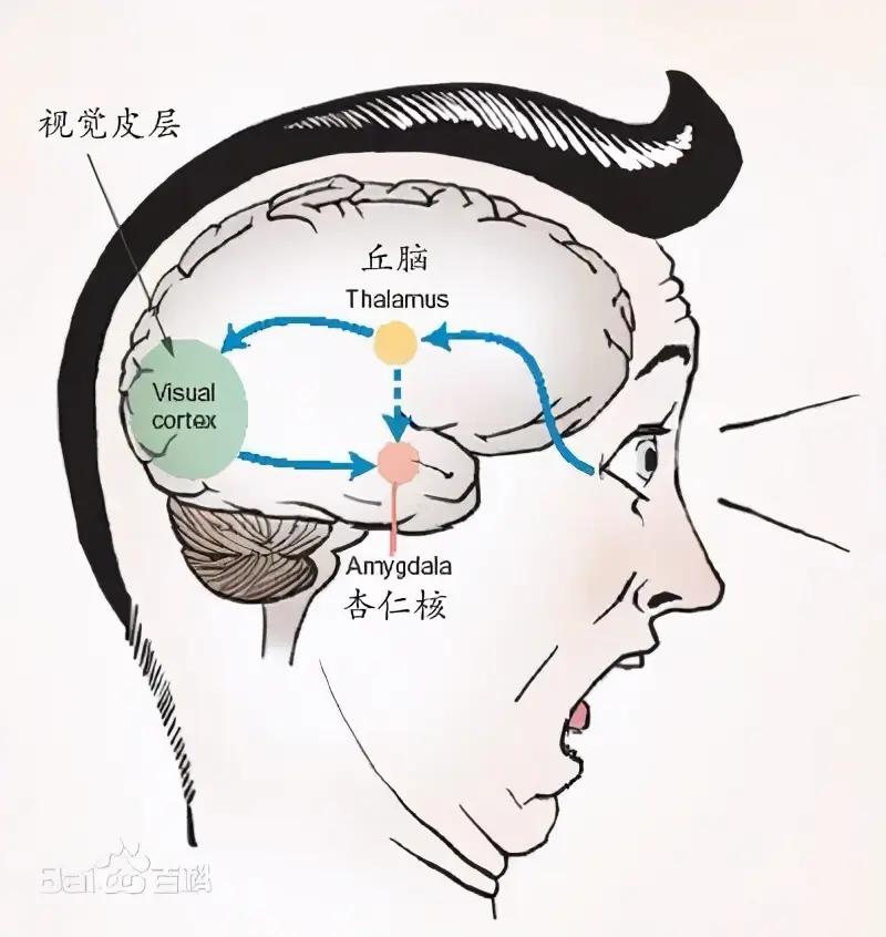 吃货的困扰:“为啥我明明不饿却总想吃东西?”