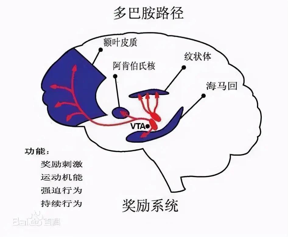 吃货的困扰:“为啥我明明不饿却总想吃东西?”