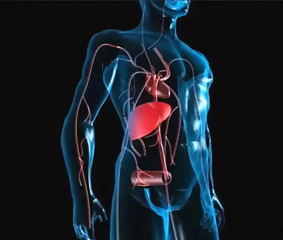 肝臟為何對人體如此重要？4件事教你保護臟器
