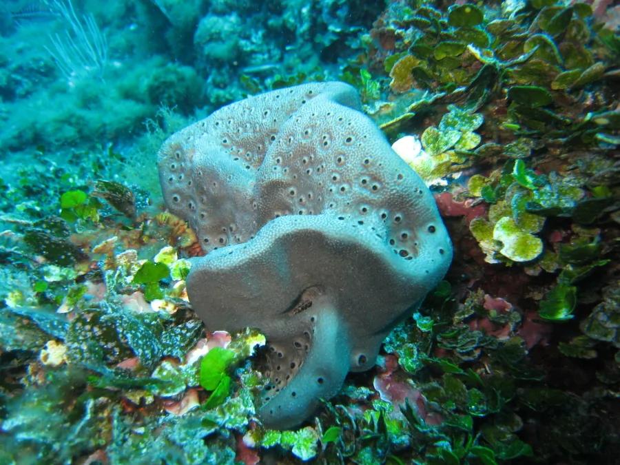 完全打碎還能重生 地球上只有這種生物能做到 1 完全打碎還能重生 地球上只有這種生物能做到