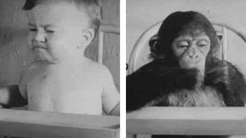 他拿親生兒子跟猩猩一起做實驗，結局令人唏噓