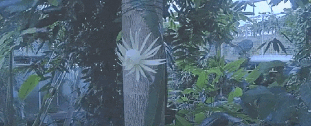 见识一下：最罕见的亚马逊月光花花开瞬间