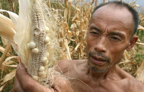 張慧東：中共為何要求減少玉米大豆用量？