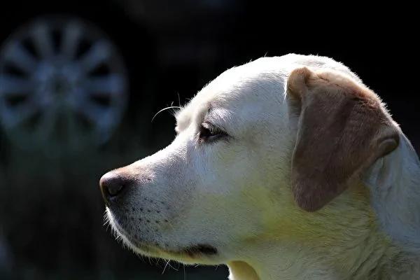 准确率95 泰国灵犬能嗅出无症状染疫者 阿波罗新闻网