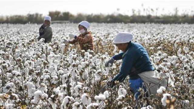 拒絕新疆棉花 對中國服裝及紡織品出口形成直接打擊