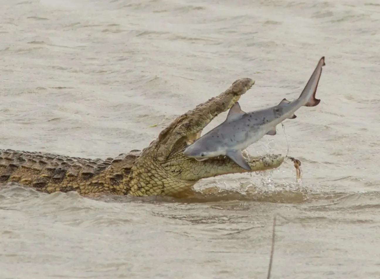 鳄鱼 爬行动物 蜥蜴 危险 捕食 开曼 动物园 脚 性质图片免费下载 - 觅知网