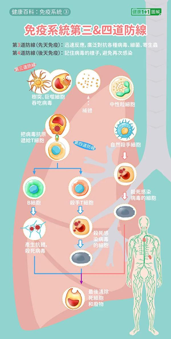 人體的先天免疫系統和後天免疫系統的重要抗病毒機制。包括T細胞殺死感染細胞、B細胞產生抗體。（健康1+1／大紀元）