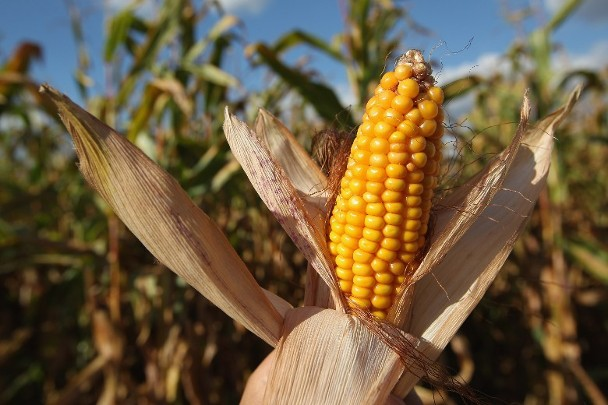 糧食危機真要來？美天氣太冷礙播種 玉米價格8年新高