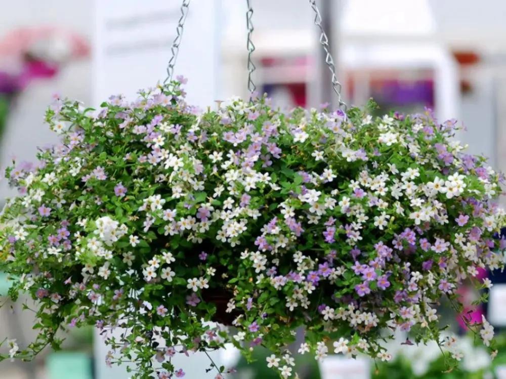 五種「垂吊花」，價格便宜花期長，吊盆養開花最美