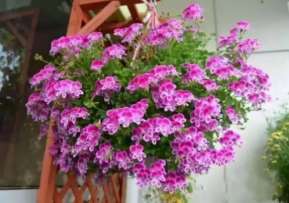 五種「垂吊花」，價格便宜花期長，吊盆養開花最美