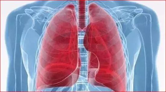 顛覆發現 肺竟然是個 肺