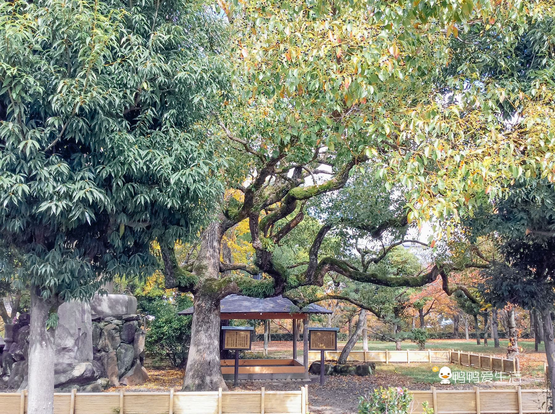日本大阪最大的公园 被5个地铁站包围 花开时节美不胜收 阿波罗新闻网