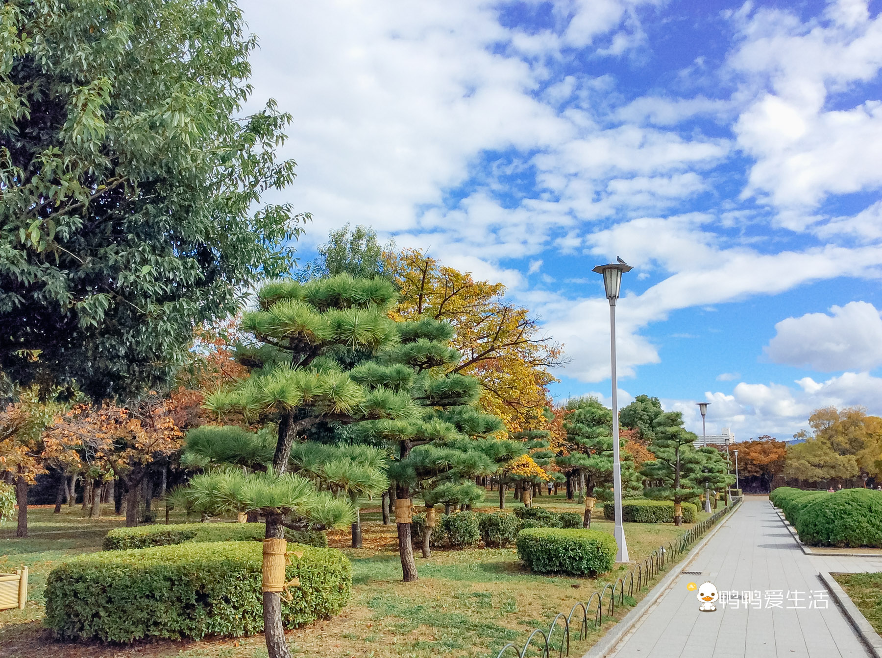 日本大阪最大的公园 被5个地铁站包围 花开时节美不胜收 阿波罗新闻网