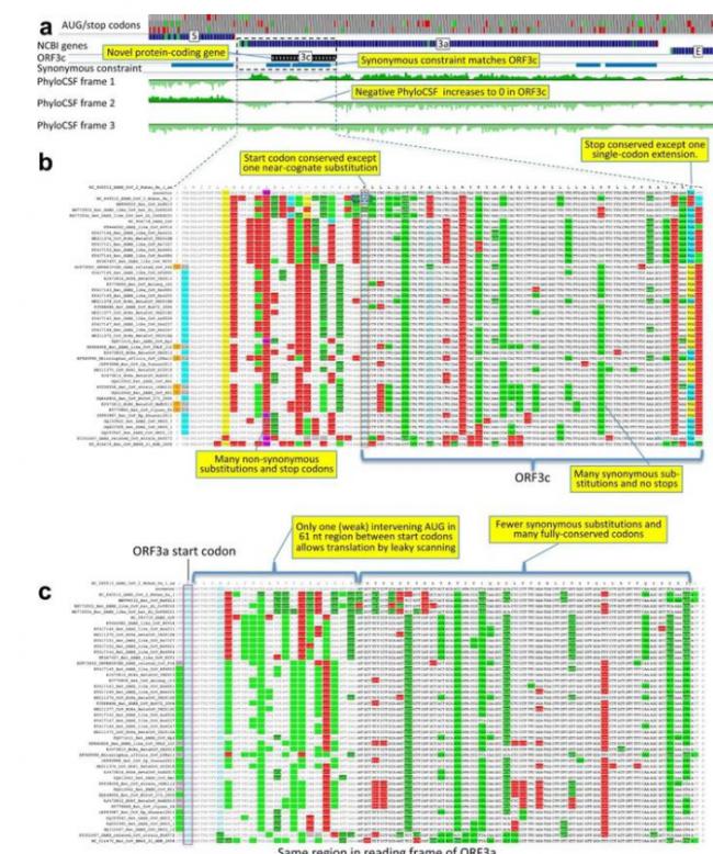 MIT發布迄今最完整的中共病毒基因注釋圖譜…