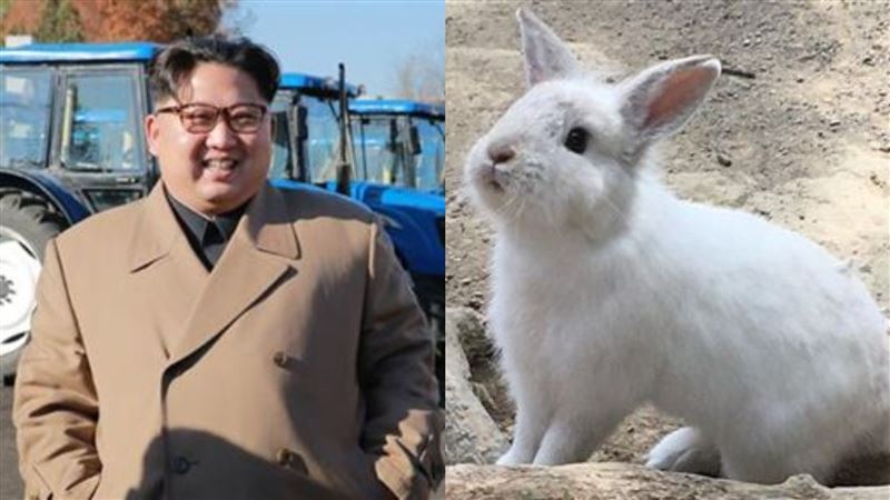 北韓鬧斷糧危機！金正恩養兔運動「空前活躍」：吃它解飢