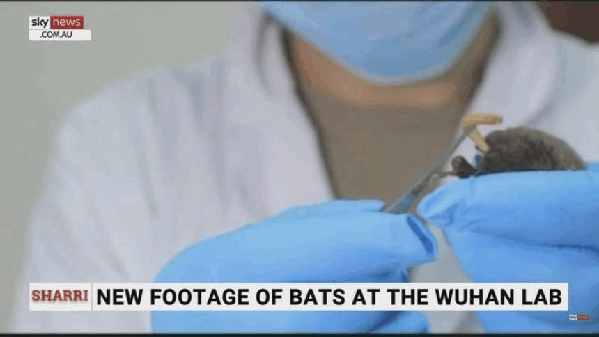 泄漏病毒證據？神秘影片流出：武漢實驗室有活著的蝙蝠