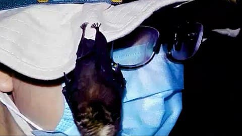 泄漏病毒證據？神秘影片流出：武漢實驗室有活著的蝙蝠