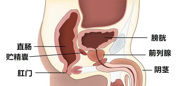 為什麼前列腺是「生命腺」？它的重要性所有男人都要了解