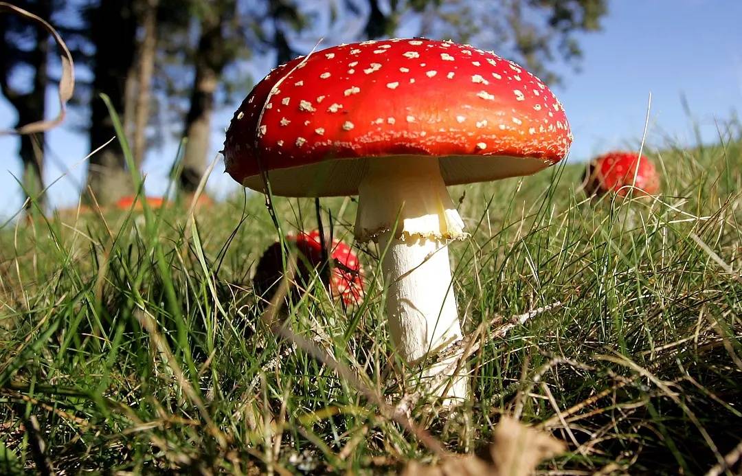 什麼樣的蘑菇有毒？「穿鞋、戴帽、穿裙」的蘑菇不能采！