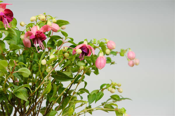 9種耐陰花，適合光照一般家庭，室內養也能開花